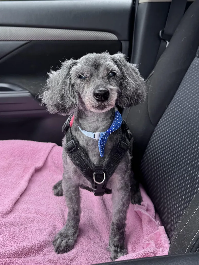 Bentley thumbnail 5