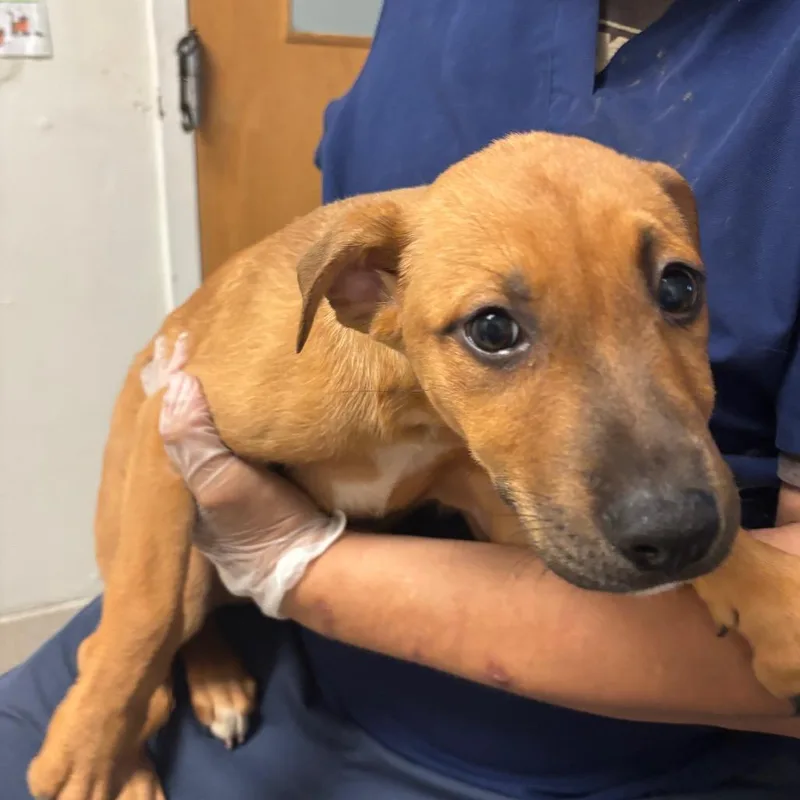 A baby small-sized female Brown / Chocolate Mixed Breed dog named Sabrina Duncan for adoption in Charleston, WV