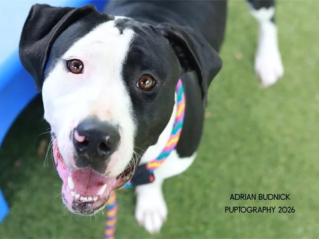 An adult large-sized female Black Mixed Breed dog named Greenland for adoption in Nashville, TN