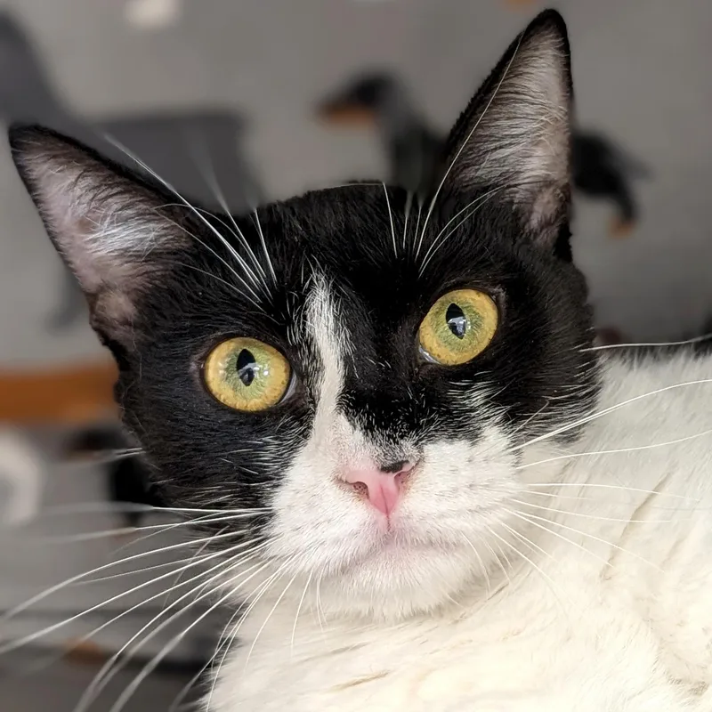 A young medium-sized female Black & White / Tuxedo Domestic Short Hair cat named Willow for adoption in Jefferson, WI