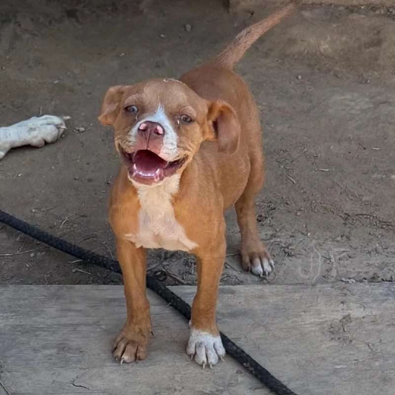 A baby medium-sized female Boxer dog named Jewel for adoption in Dover, AR