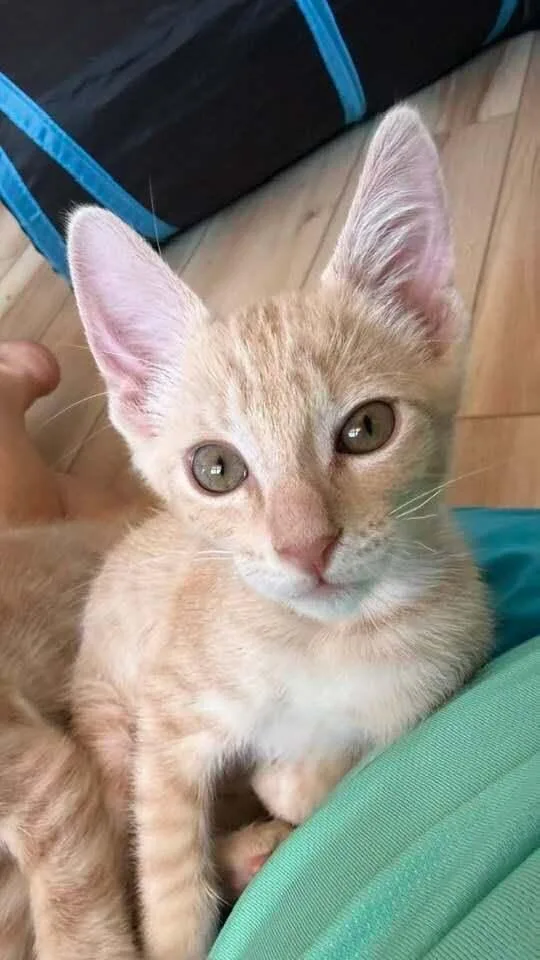 A baby small-sized male Domestic Short Hair cat named Jerry Garcia for adoption in tucson, AZ