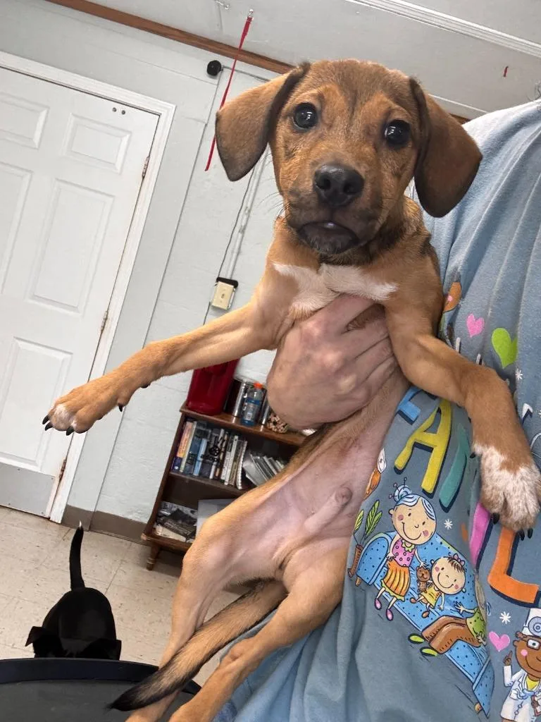 Cheeto thumbnail 4