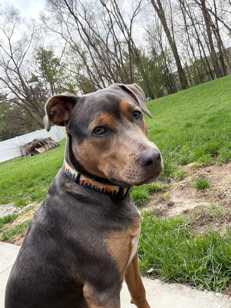 Braxton