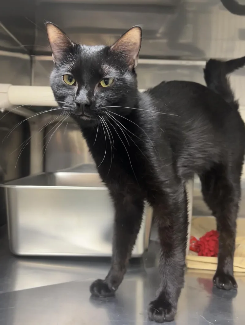 A young medium-sized male Black Domestic Short Hair cat named Mahogany for adoption in Montville, NJ