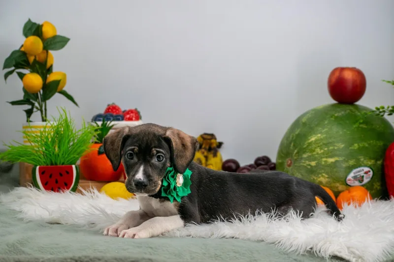 A baby small-sized female Tricolor (Brown, Black, & White) Hound dog named Kiwi for adoption in Sevierville, TN