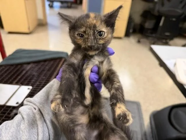 A baby small-sized female Domestic Short Hair cat named Ziggy for adoption in Miami, FL