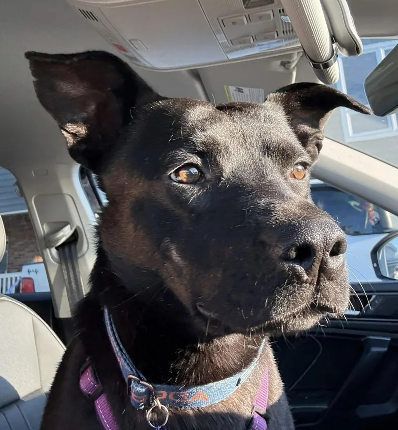 An adult medium-sized male Black Labrador Retriever dog named Happy for adoption in Columbia, MO