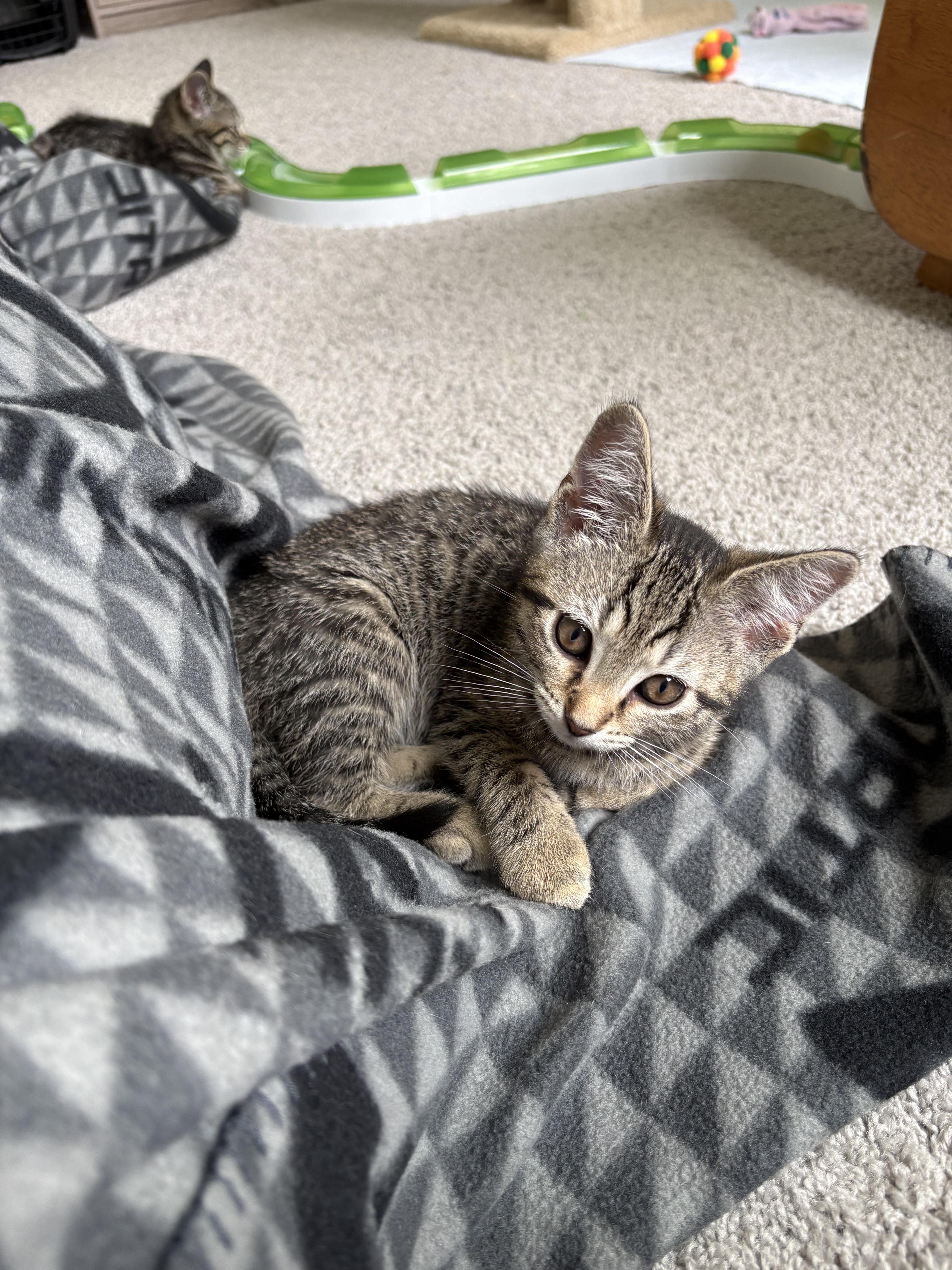 A baby small-sized female Tabby (Brown / Chocolate) Domestic Short Hair cat named Lucina for adoption in Indianapolis, IN