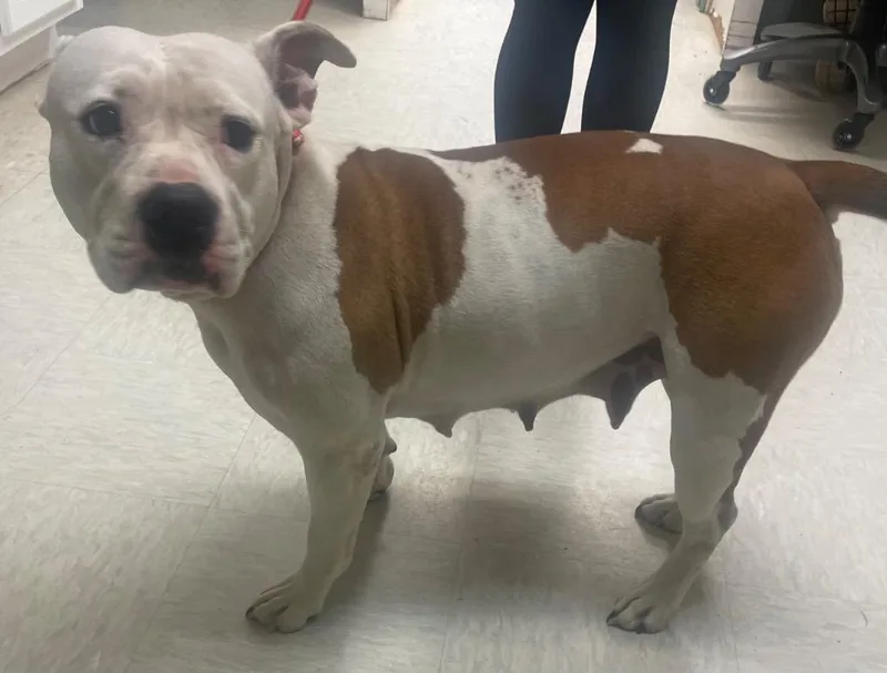 An adult large-sized female Pit Bull Terrier dog named Wilma for adoption in Mineral, VA