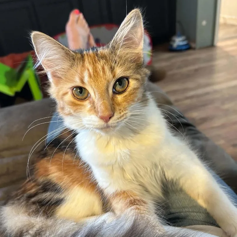A baby medium-sized female Calico Domestic Medium Hair cat named Orange Blossom Special for adoption in Fredericksburg, VA