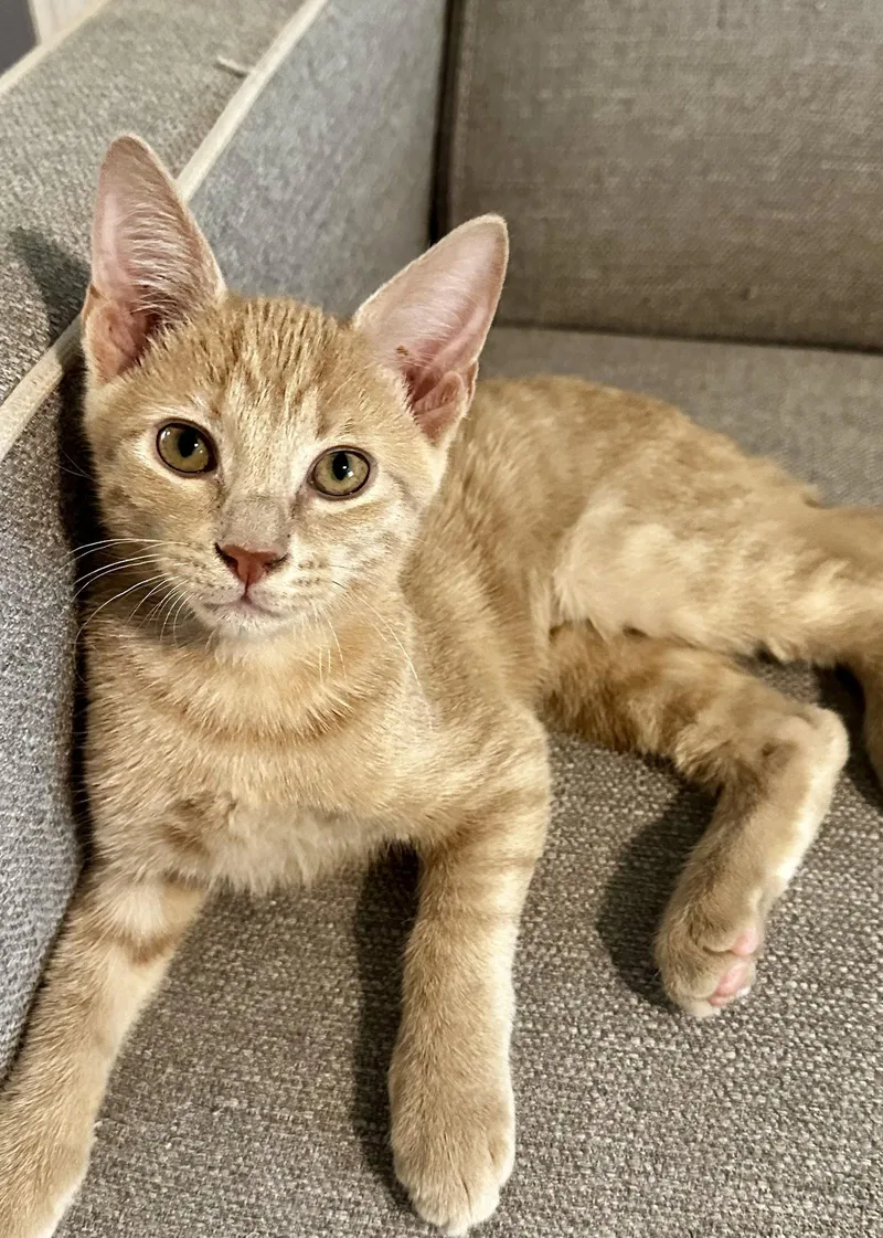 A baby medium-sized male Buff / Tan / Fawn Domestic Short Hair cat named Guzz for adoption in Oviedo, FL