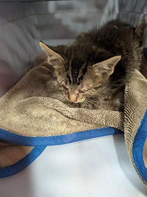 A baby small-sized female Domestic Short Hair cat named Kali for adoption in Louisville, KY