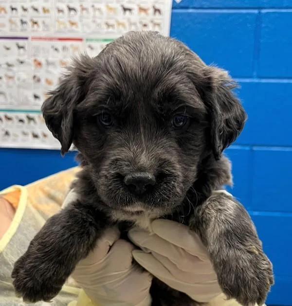 A young large-sized male Australian Shepherd dog named Jasper for adoption in Golden, CO