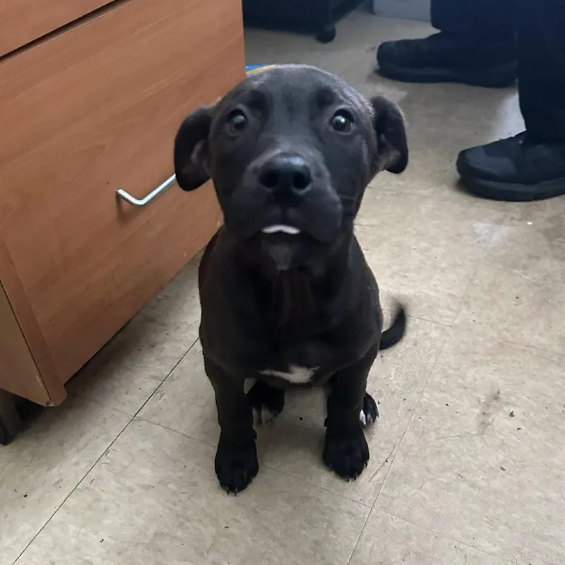 A baby medium-sized male Black Pit Bull Terrier dog named Jojo for adoption in Martinsville, VA