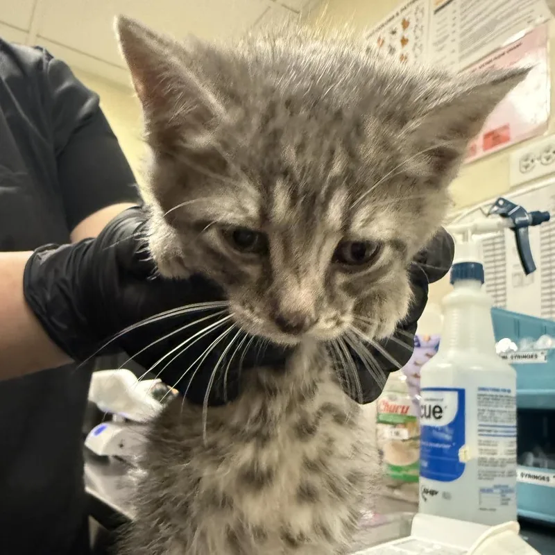 A baby small-sized male Gray / Blue / Silver Domestic Short Hair cat named Chippie Dippy Dopey Dup for adoption in Hinsdale, IL