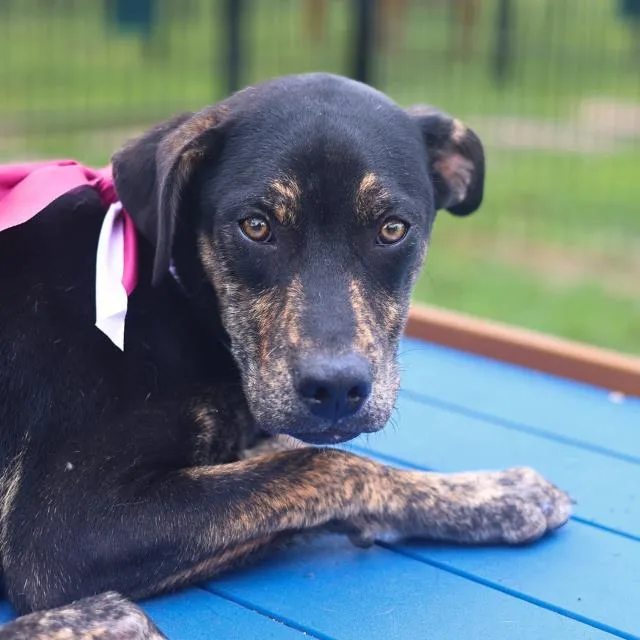 A young medium-sized female Terrier dog named Shirley for adoption in San Antonio, TX