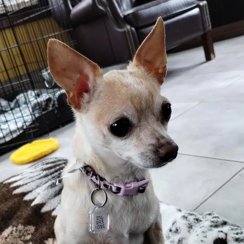 A senior small-sized female White / Cream Chihuahua dog named Nikki for adoption in Fairfax Station, VA