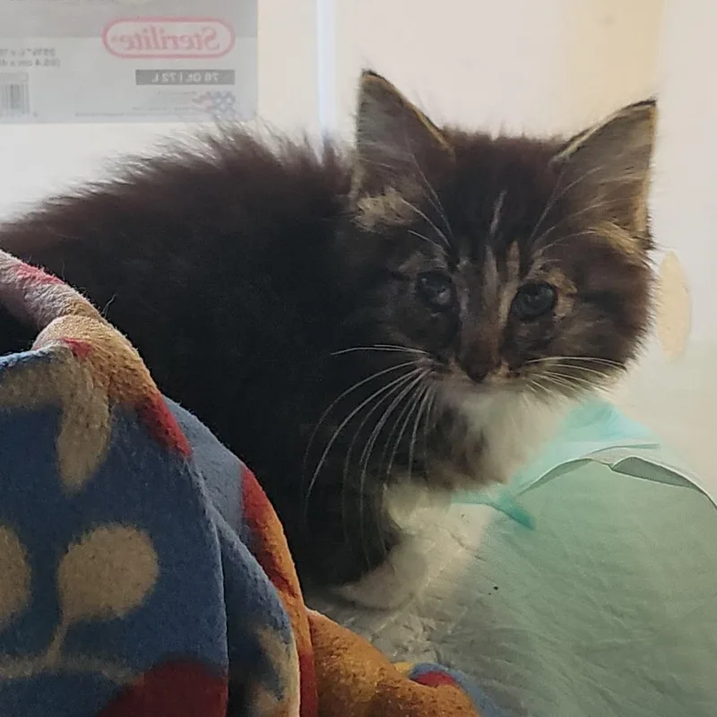 A baby small-sized male Brown / Chocolate Domestic Medium Hair cat named Winx for adoption in Evansville, IN