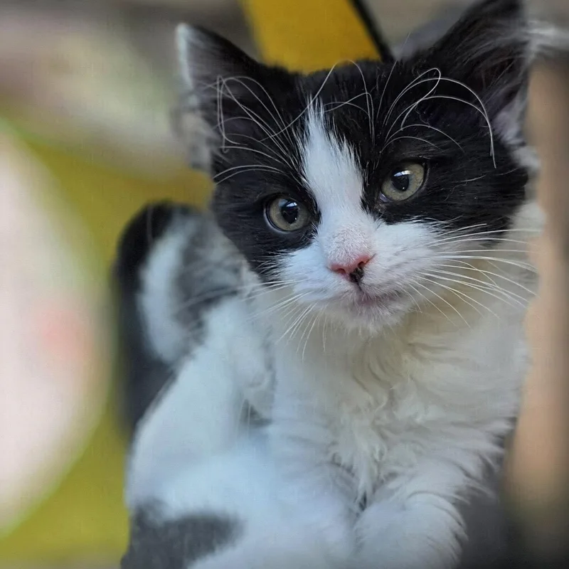 A baby small-sized female Black & White / Tuxedo Domestic Short Hair cat named Aspasia for adoption in Salt Lake City, UT