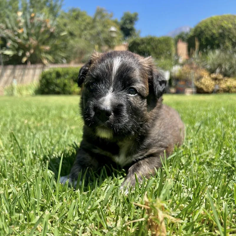 A baby small-sized female Brindle Mixed Breed dog named Boggle for adoption in San Diego, CA
