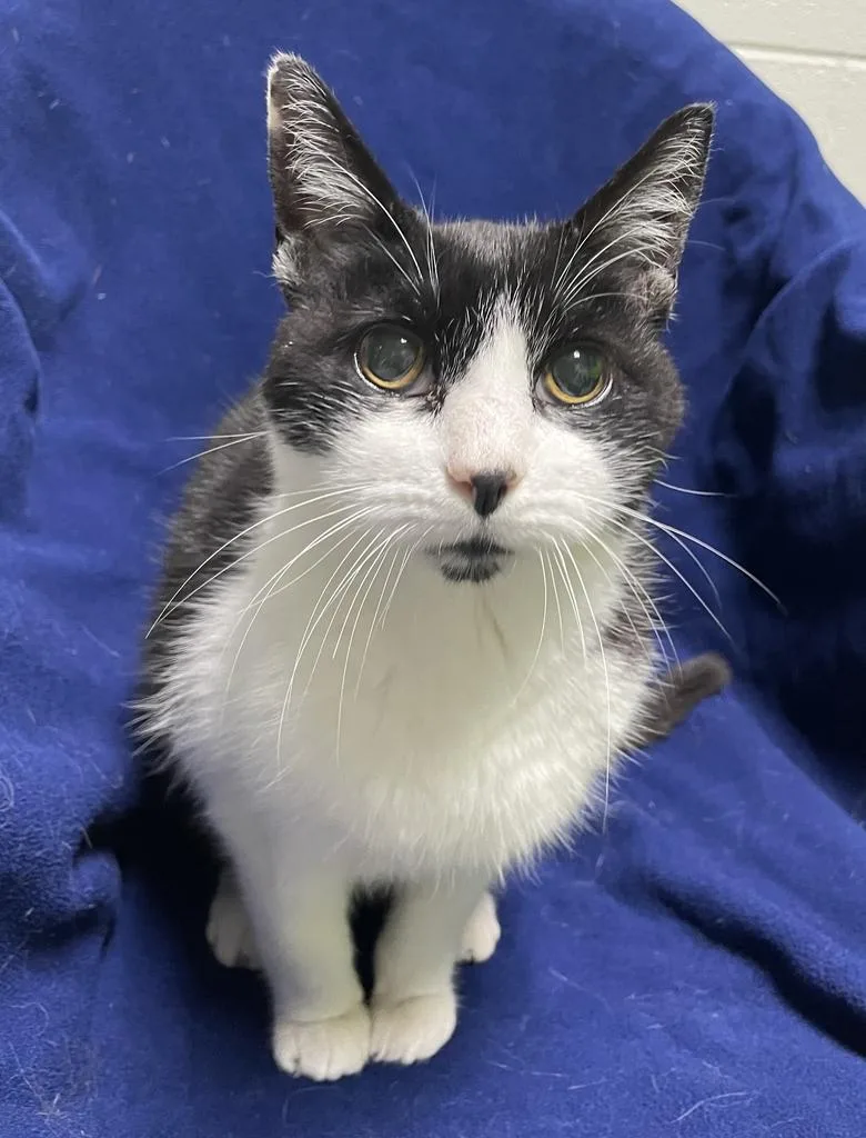 An adult medium-sized male Domestic Short Hair cat named Riley for adoption in Jackson, MI
