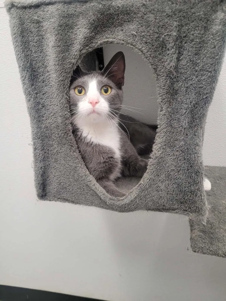 A baby medium-sized male Domestic Short Hair cat named Ace for adoption in Republic, MO
