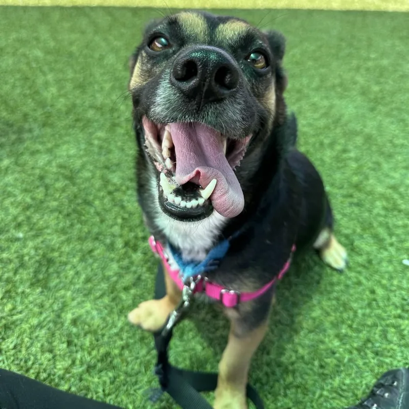 An adult medium-sized male Black Mixed Breed dog named Hei Hei for adoption in Pittsburgh, PA