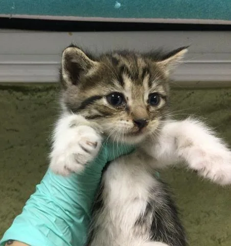 A baby small-sized female Domestic Long Hair cat named Stacy for adoption in Riverside, CA