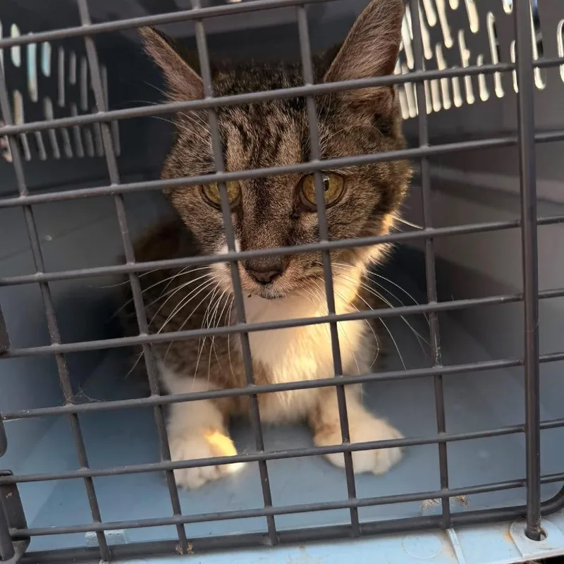 A senior medium-sized female Brown / Chocolate Domestic Short Hair cat named Journey for adoption in Terre Haute, IN