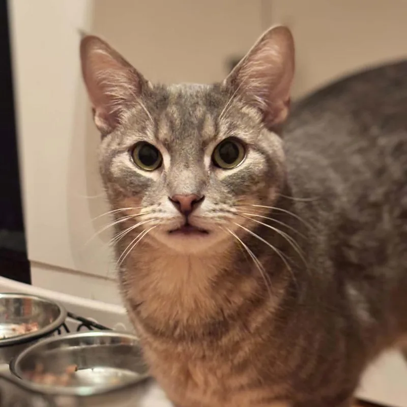 An adult small-sized male Gray / Blue / Silver Domestic Short Hair cat named Luigi for adoption in Philadelphia, PA