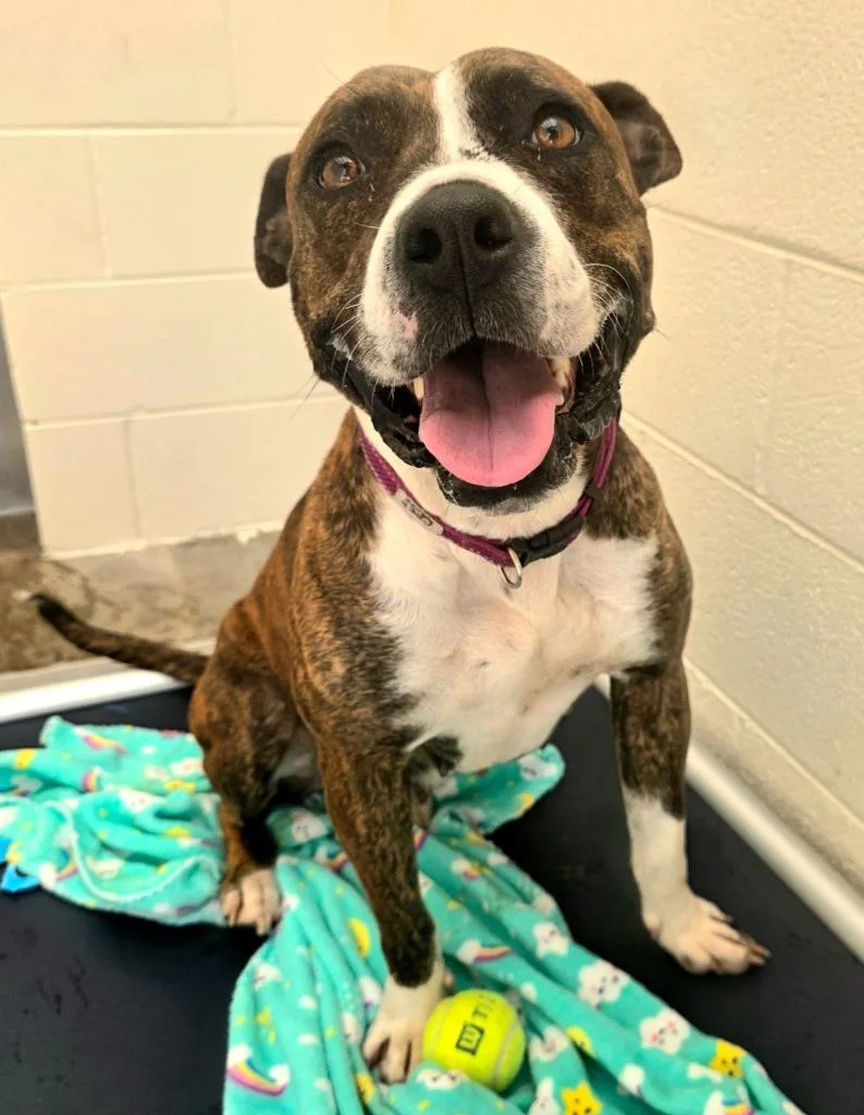 An adult medium-sized female Pit Bull Terrier dog named Bell  Ac for adoption in Greeneville, TN