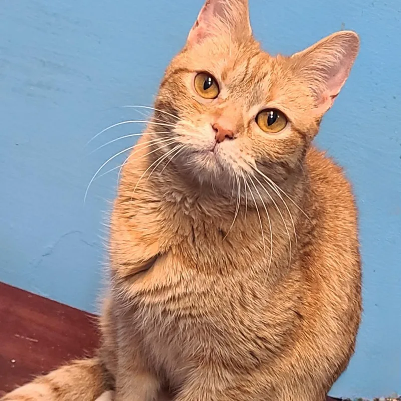 A young small-sized female Orange / Red Domestic Short Hair cat named Ms.sweet Potato for adoption in Frederick, MD