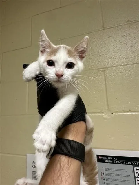 A baby small-sized male Domestic Short Hair cat named Rusty for adoption in Sacramento, CA