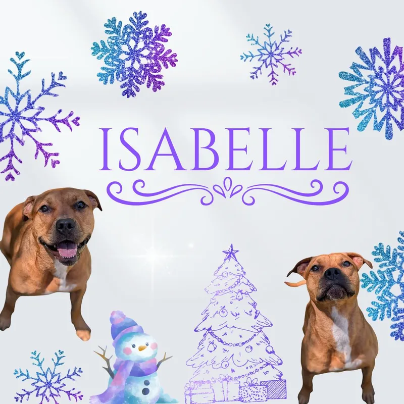 An adult medium-sized female Red / Chestnut / Orange Pit Bull Terrier dog named Isabelle for adoption in Watauga, TX