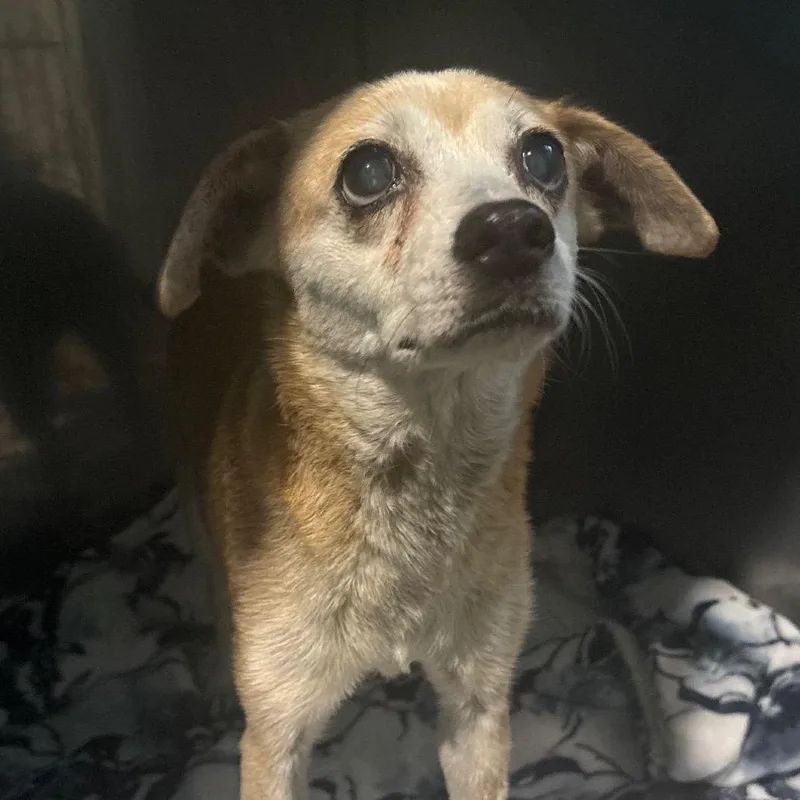 A senior small-sized female Yellow / Tan / Blond / Fawn Chihuahua dog named Granny Hw+ for adoption in Tampa, FL