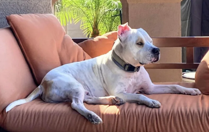 An adult large-sized male White / Cream Boxer dog named Bruce for adoption in Amherst, MA