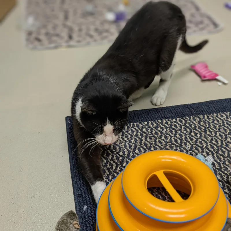 An adult medium-sized male Black & White / Tuxedo Domestic Short Hair cat named Ranger for adoption in Jefferson, WI
