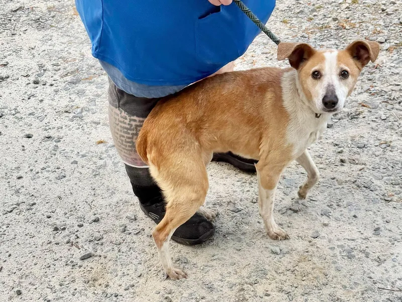 A senior medium-sized female Mixed Breed dog named Can for adoption in Elizabethtown, NC