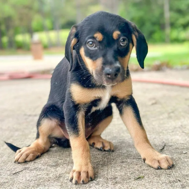A baby large-sized female Mixed Breed dog named Haley Winn for adoption in Groveland, MA