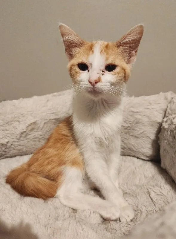 Uncrustable thumbnail 2