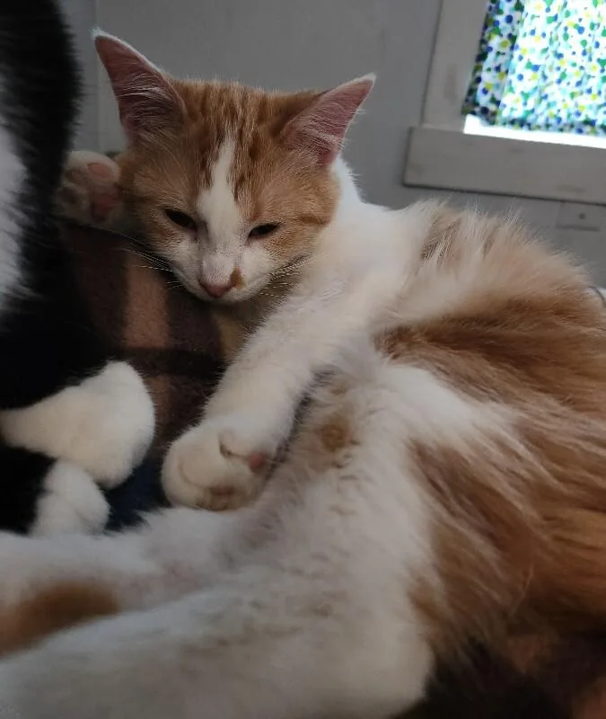 Uncrustable thumbnail 4