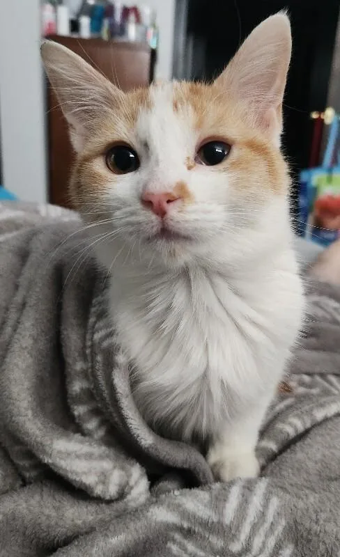 Uncrustable thumbnail 5