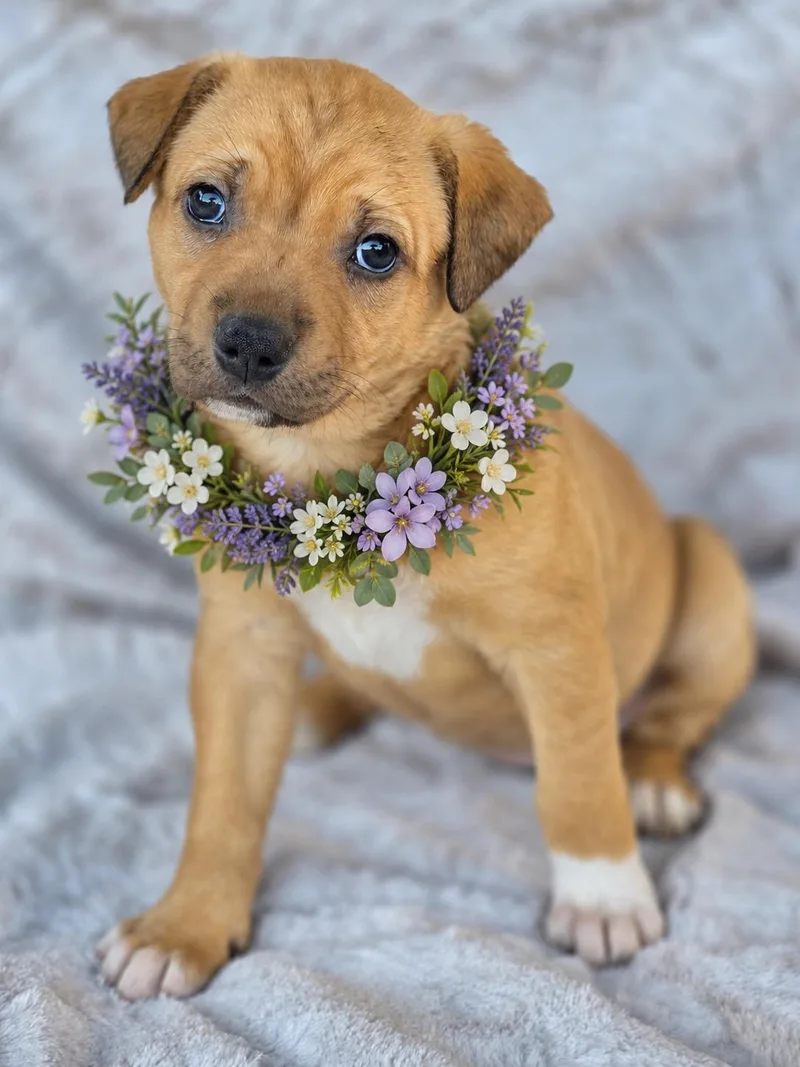 A baby medium-sized female Apricot / Beige American Staffordshire Terrier dog named Vesper for adoption in Corona Del Mar, CA
