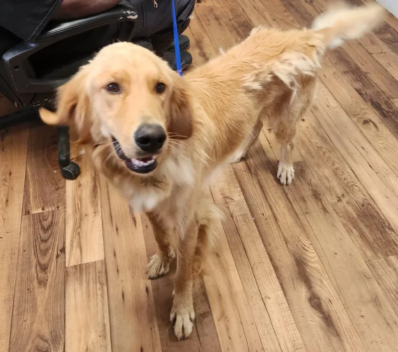 A young large-sized male Golden Retriever dog named Teddy for adoption in Fayetteville, TN