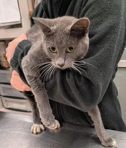 An adult medium-sized female Domestic Short Hair cat named Coconut for adoption in Palm Coast, FL