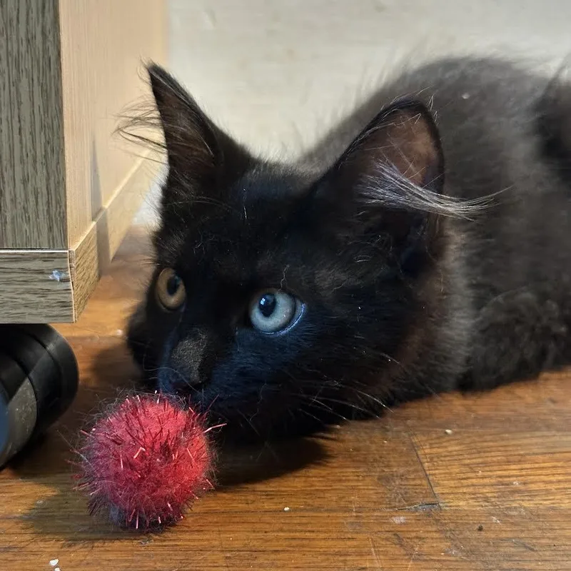 Mimi