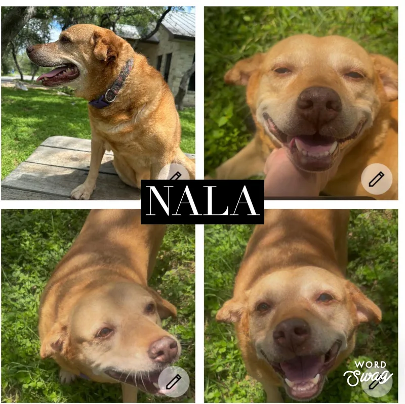 An adult medium-sized female Corgi dog named Nala for adoption in canyon lake, TX