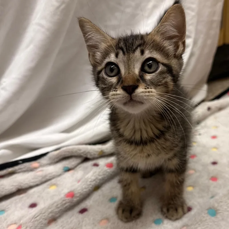 A baby small-sized male Brown / Chocolate Domestic Short Hair cat named Tropical Dream'R for adoption in Kyle, TX