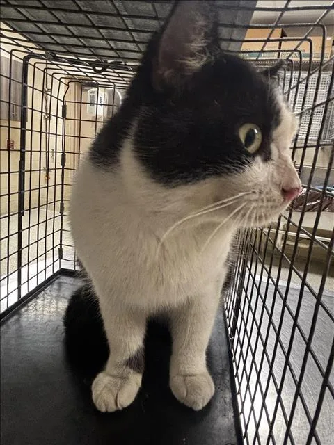 A young medium-sized male Domestic Medium Hair cat named Cooper for adoption in Conroe, TX